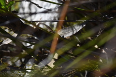Osteospermum burttianum