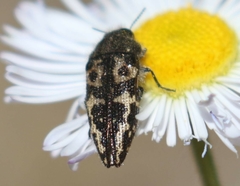 Acmaeodera cuneata