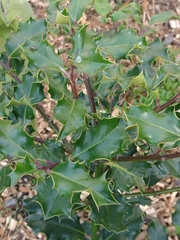 Ilex aquifolium