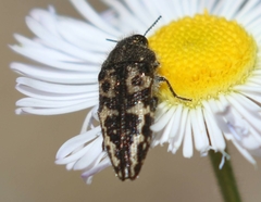 Acmaeodera cuneata