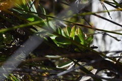 Osteospermum burttianum