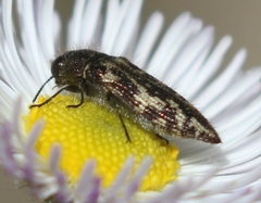 Acmaeodera cuneata