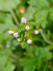 Cardamine pratensis