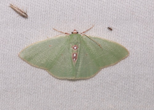 Columbian Emerald photo 2