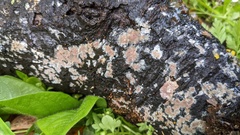 Peniophora