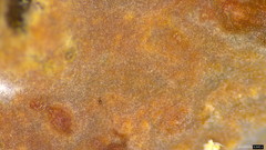 Peniophora