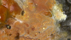 Peniophora