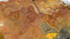 Peniophora