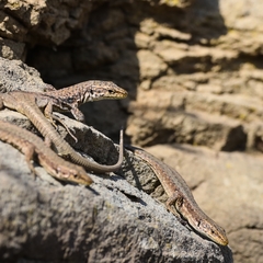 Darevskia portschinskii