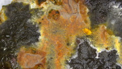 Peniophora
