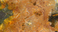 Peniophora