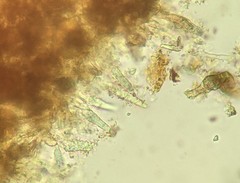 Peniophora