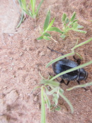 Pimelia arabica