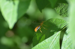 Megarhyssa greenei
