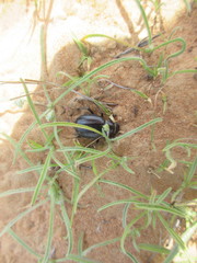 Pimelia arabica