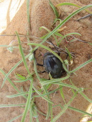 Pimelia arabica
