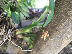 Epidendreae
