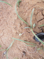 Pimelia arabica