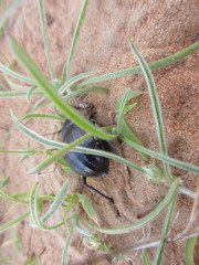 Pimelia arabica