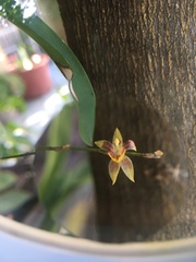 Epidendreae