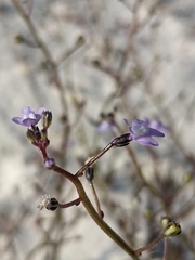 Nuttallanthus floridanus image