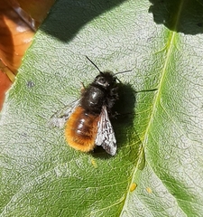 Osmia cornuta
