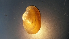 Atlanticoncha ochracea