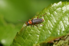 Cantharis lateralis