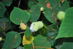 Anoplolepis gracilipes