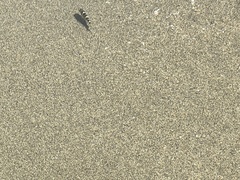 Abudefduf concolor