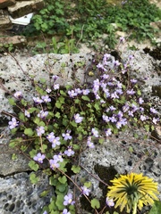 Cymbalaria muralis