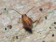 Sminthurus bivittatus