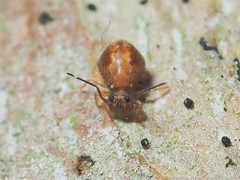 Sminthurus bivittatus