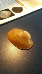 Atlanticoncha ochracea