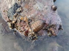 Ischnochiton hakodadensis