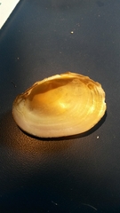 Atlanticoncha ochracea