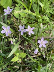 Claytonia caroliniana