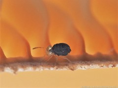 Sminthurinus minutus