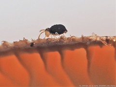 Sminthurinus minutus