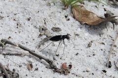 Cicindela
