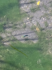 Cyprinodon nevadensis shoshone