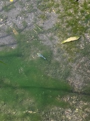 Cyprinodon nevadensis shoshone