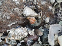 Ocinebrellus inornatus