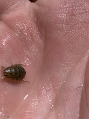 Ambrysus