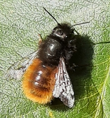 Osmia cornuta