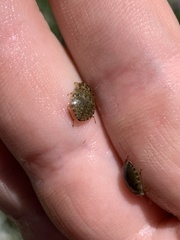 Ambrysus