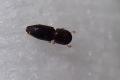 Xyleborinus andrewesi