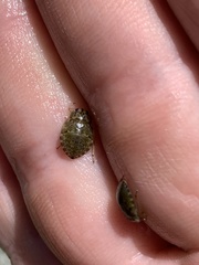 Ambrysus
