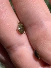 Ambrysus