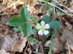 Potentilla montana